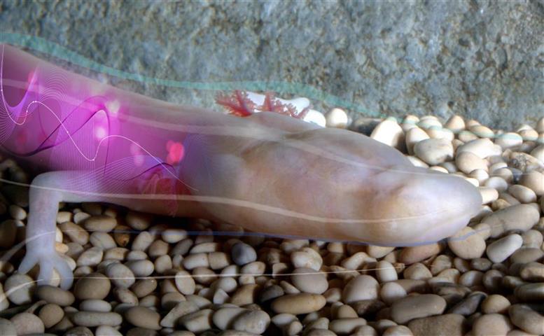 Close view of an olm under observation in the laboratory