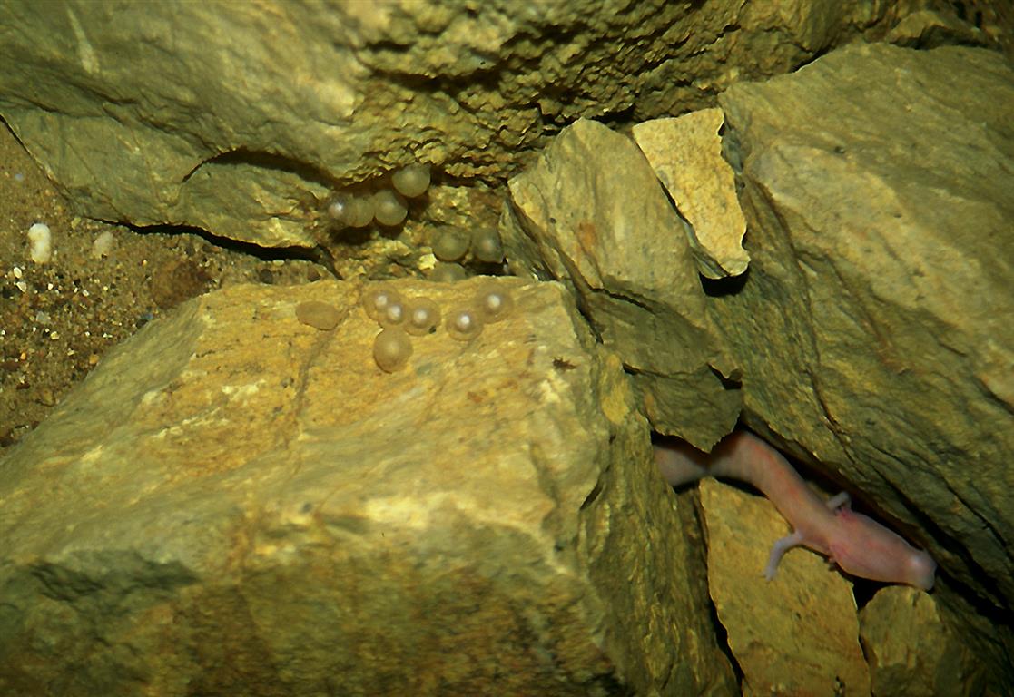 Proteus eggs Tular Cave Lab photo G Aljancic