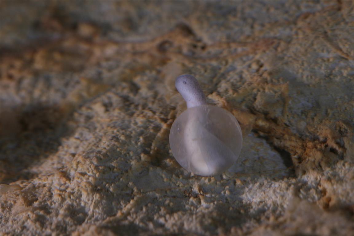 Proteus hatching Tular Cave Lab photo G Aljancic