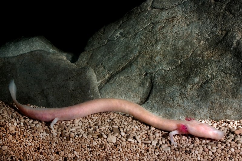 An olm