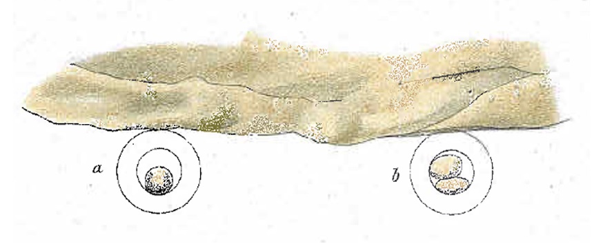 vonChauvin 1883