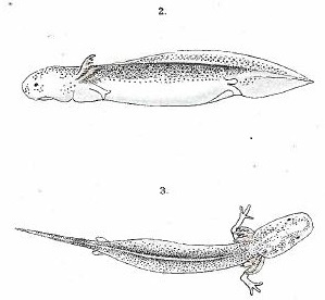 Zeller 1889 Proteus larva